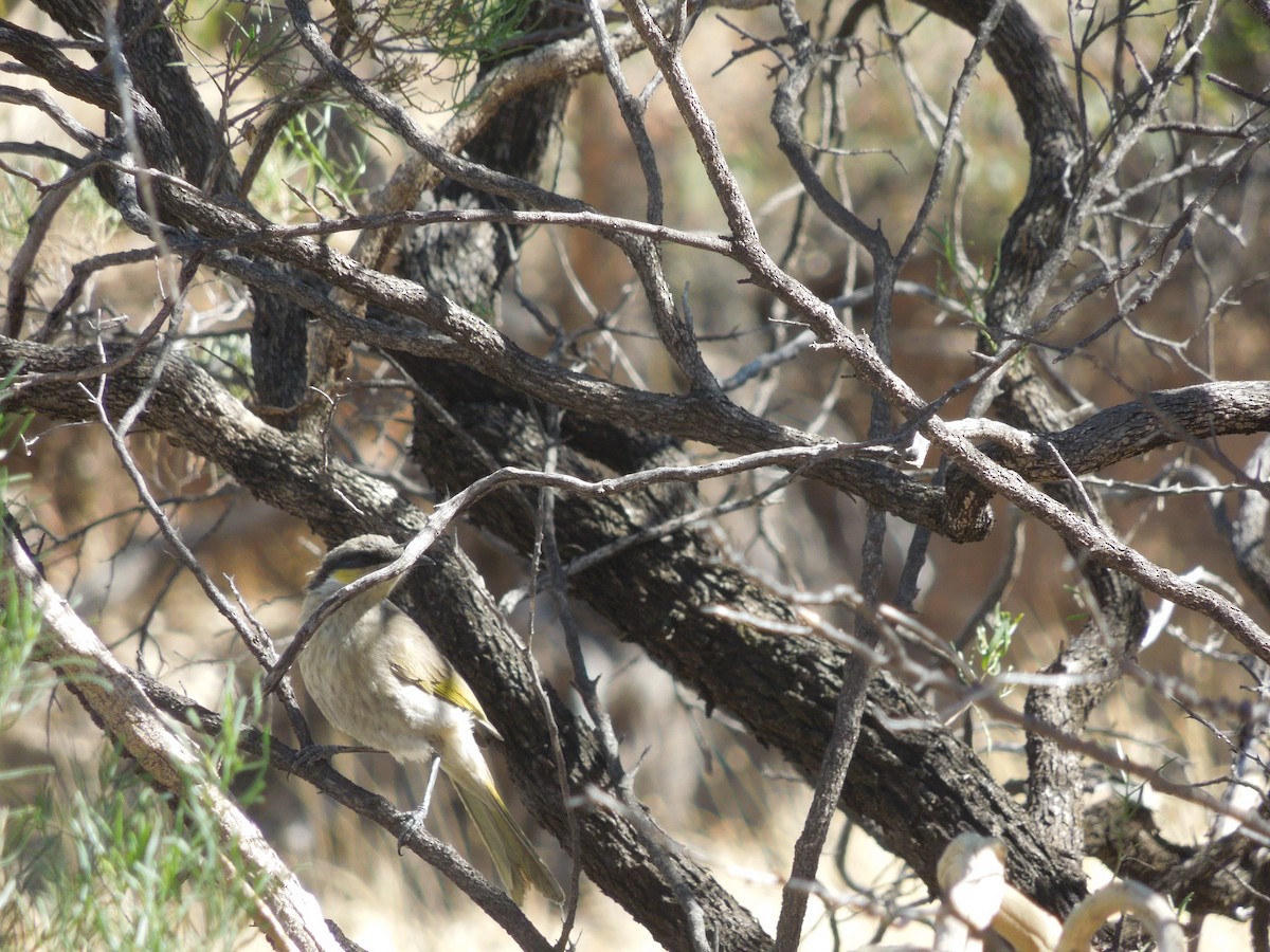 Singing Honeyeater - ML641327997
