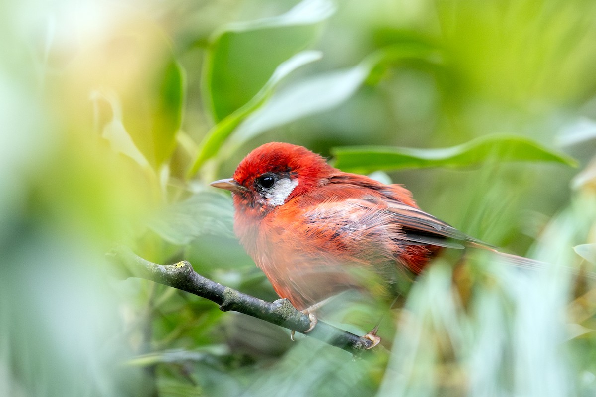 ベニアメリカムシクイ（rubra／rowleyi） - ML641327998