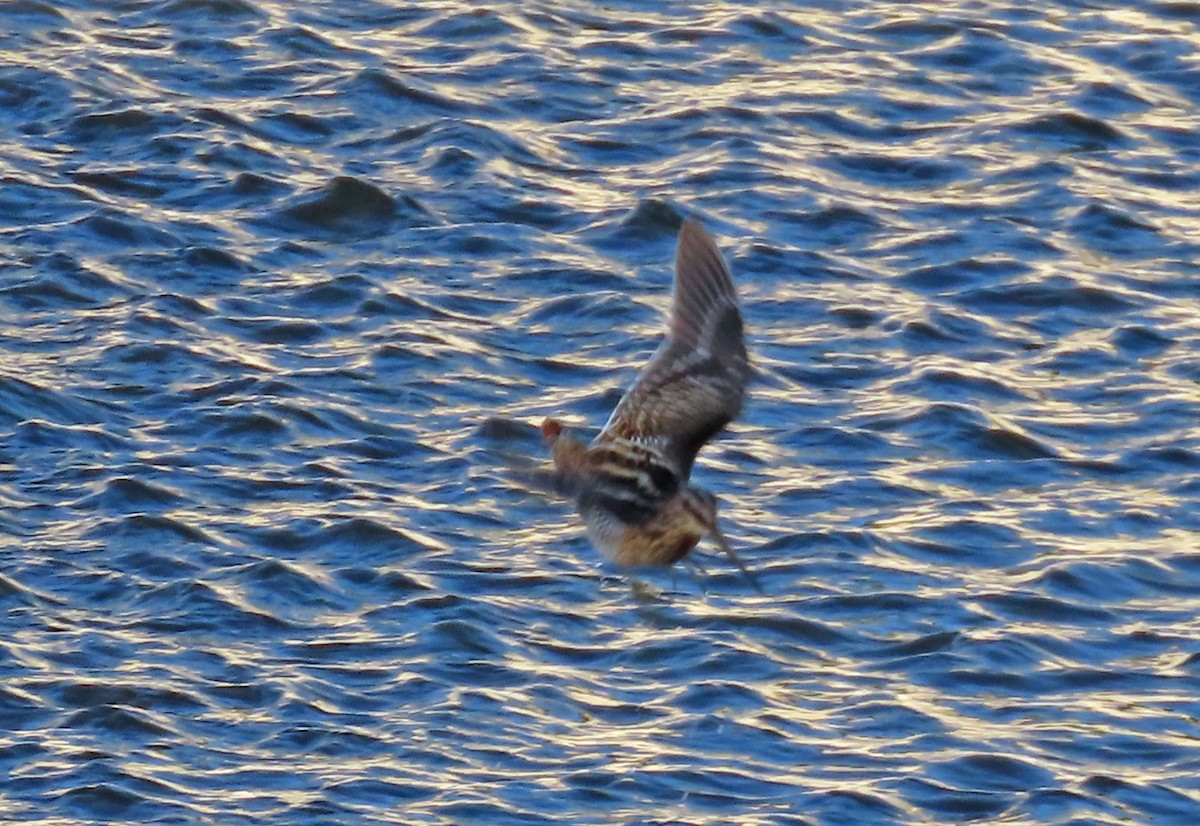 Wilson's Snipe - ML641328075