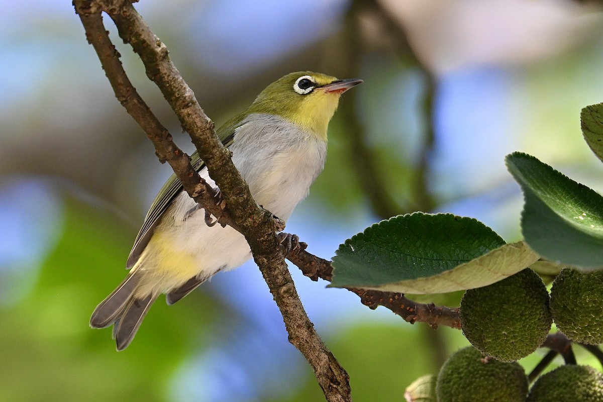 Swinhoe's White-eye - ML641328094