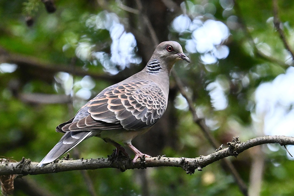 Oriental Turtle-Dove - ML641328095