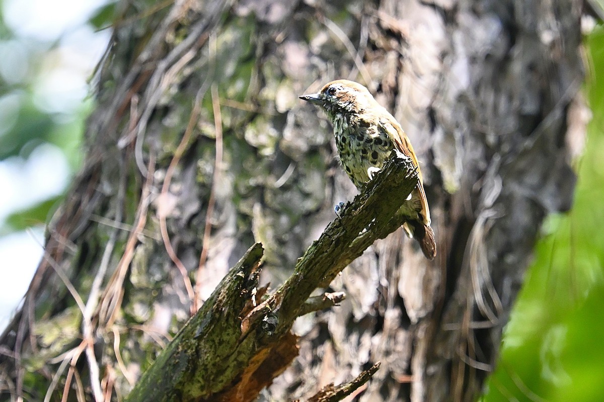 Speckled Piculet - ML641328100