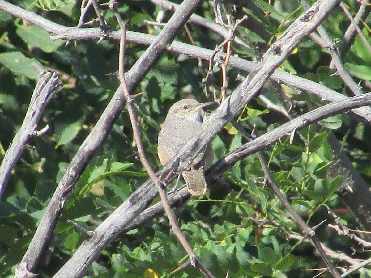 Rock Wren - ML641328123