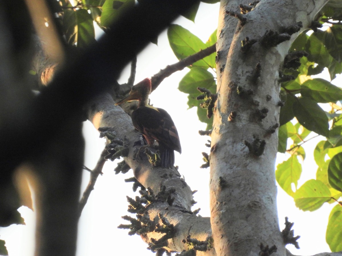 Orange-backed Woodpecker - ML641328133