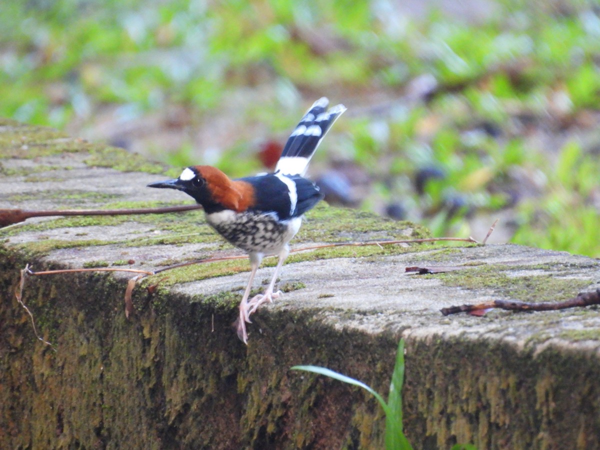 アカエリエンビシキチョウ - ML641328151