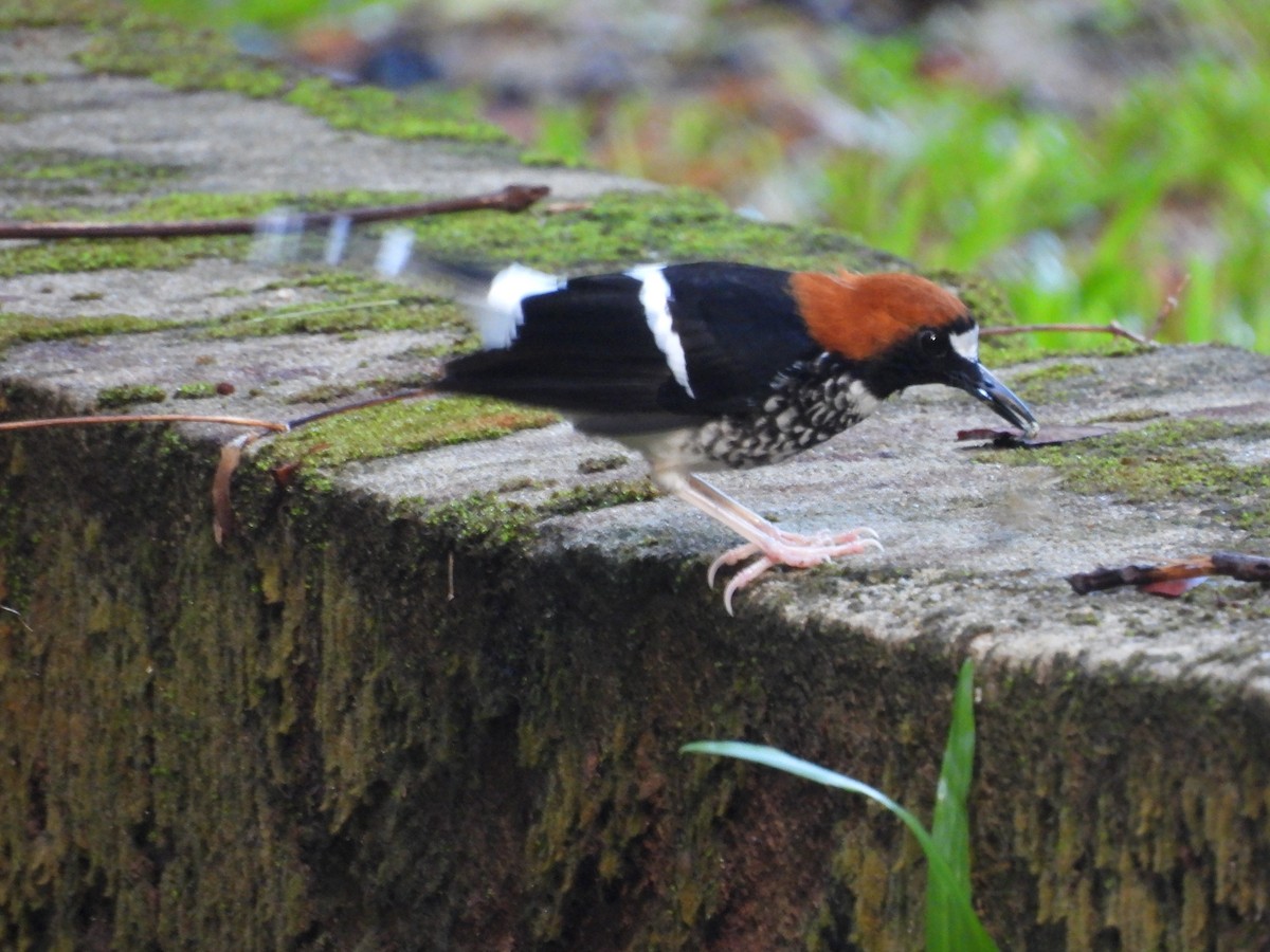 アカエリエンビシキチョウ - ML641328152
