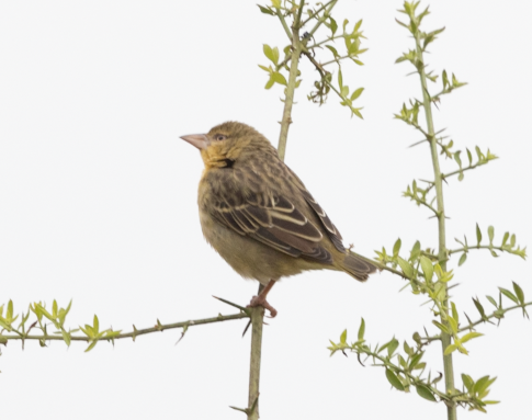 Speke's Weaver - ML641328209