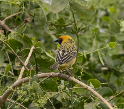 Speke's Weaver - ML641328211