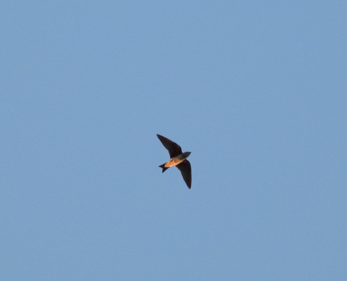Chimney Swift - ML641328277