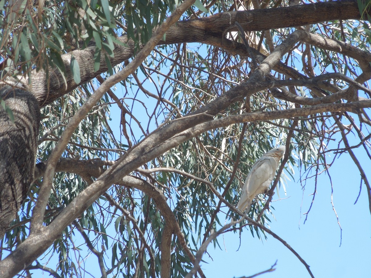 Little Corella - ML641328284