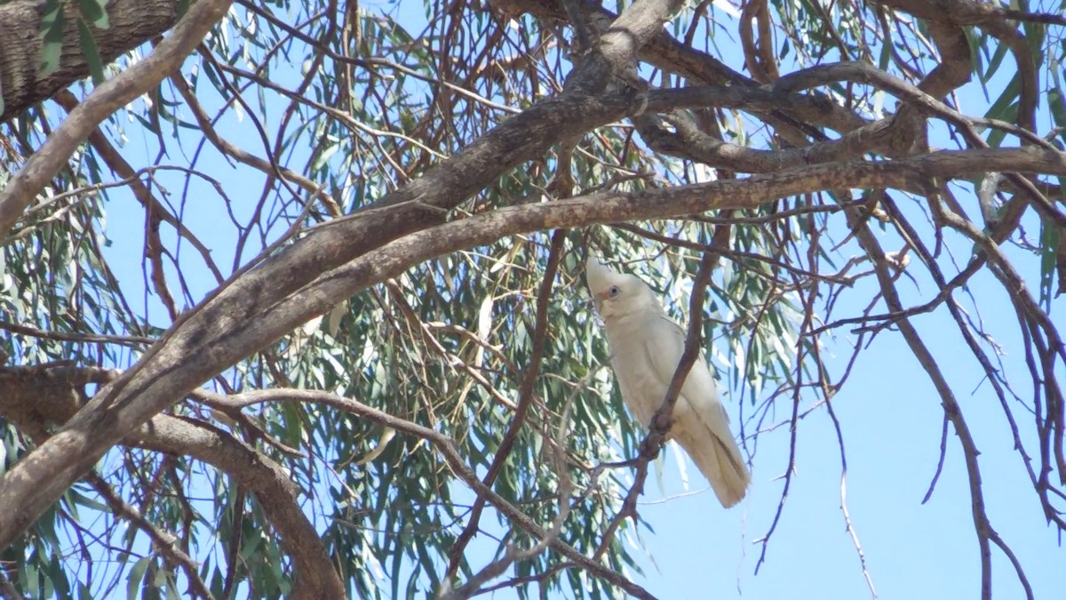 Little Corella - ML641328285