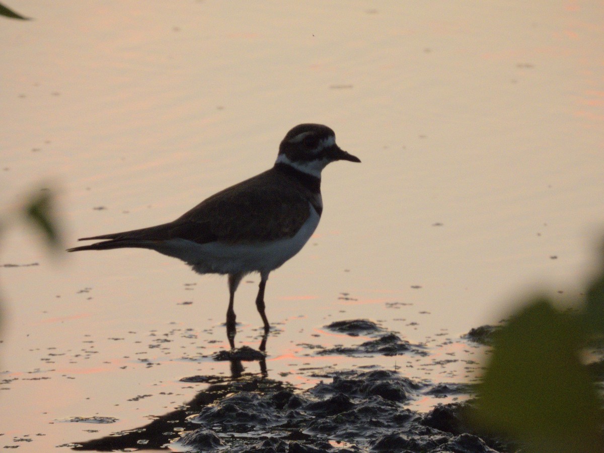 Killdeer - ML641328300