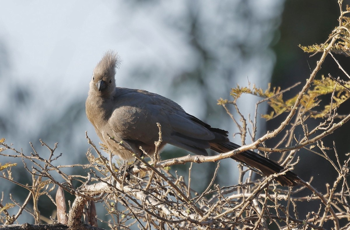Gray Go-away-bird - ML641328316