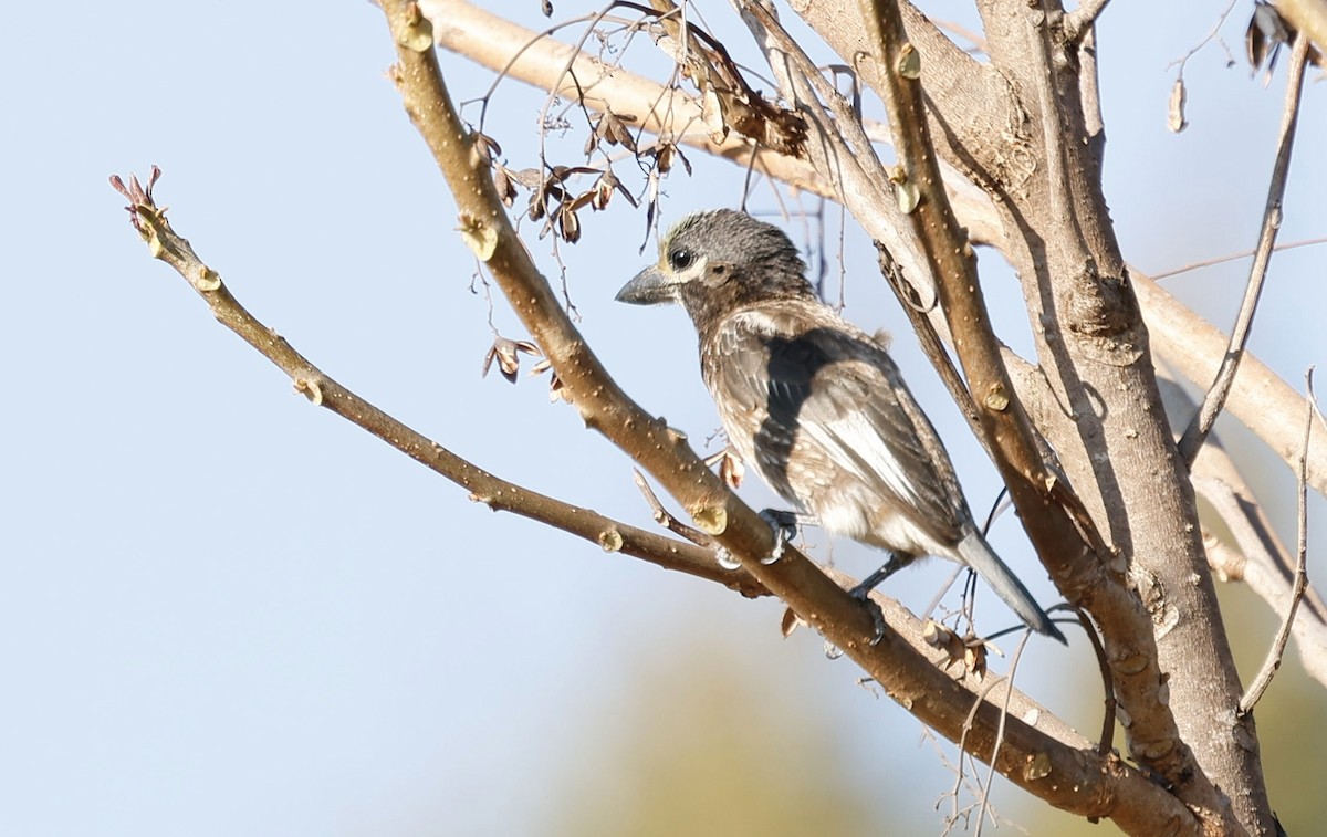 Whyte's Barbet - ML641328340