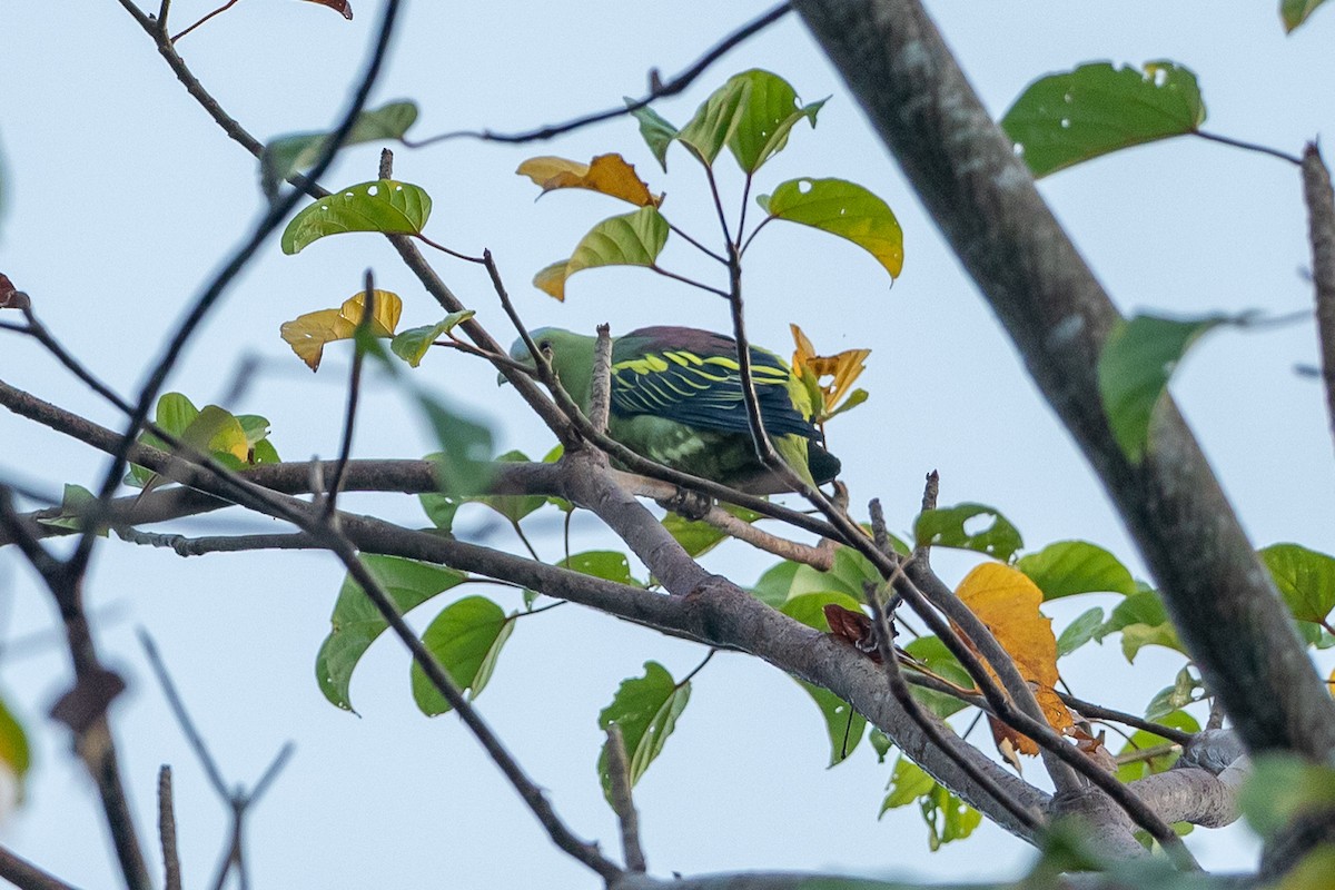 Andaman Green-Pigeon - ML641328360