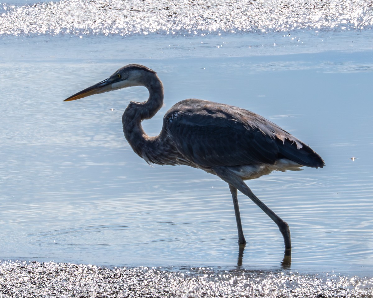 Great Blue Heron - ML641328394