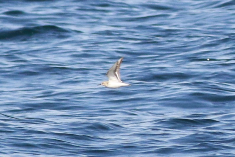 Calidris sp. (petit bécasseau sp.) - ML641328395