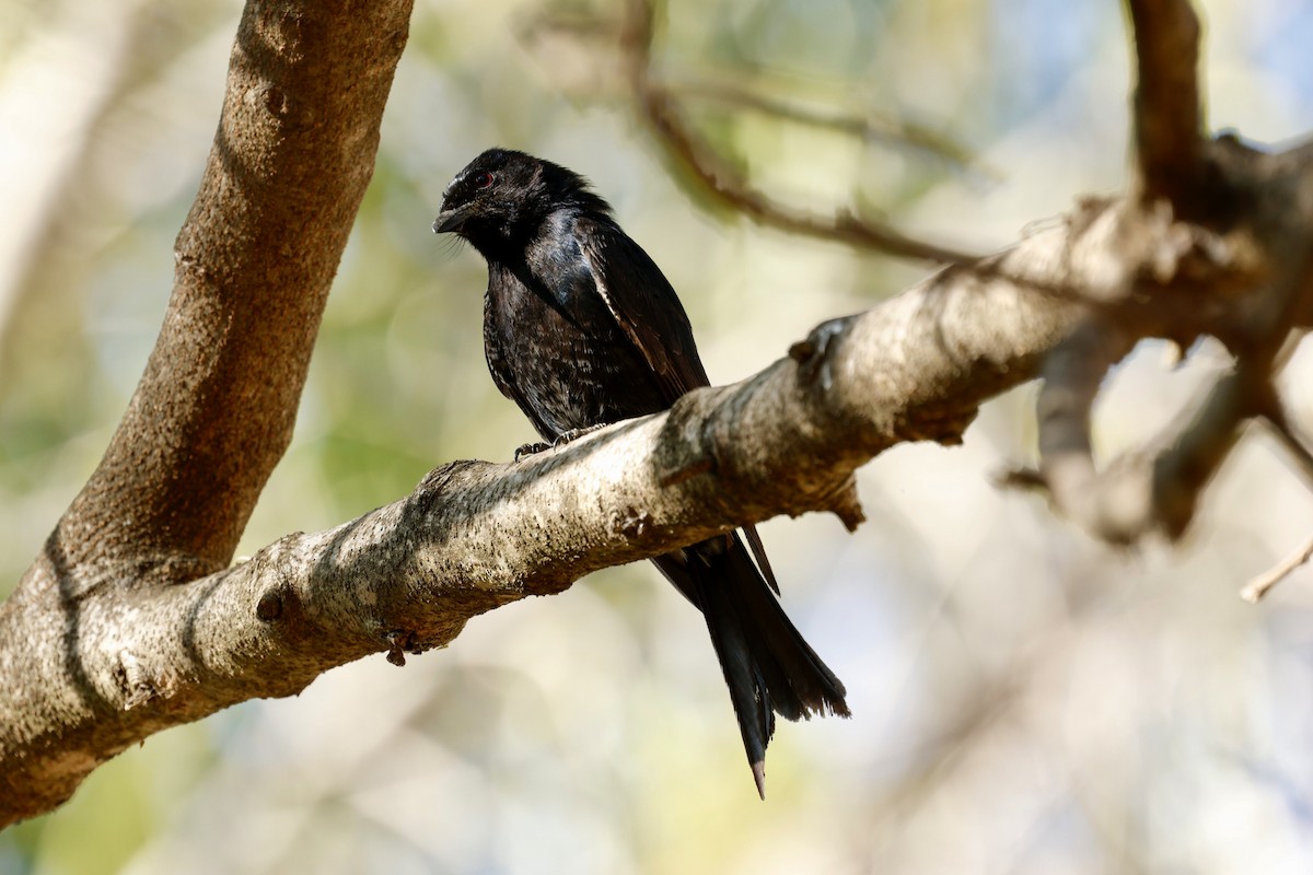 Fork-tailed Drongo - ML641328415