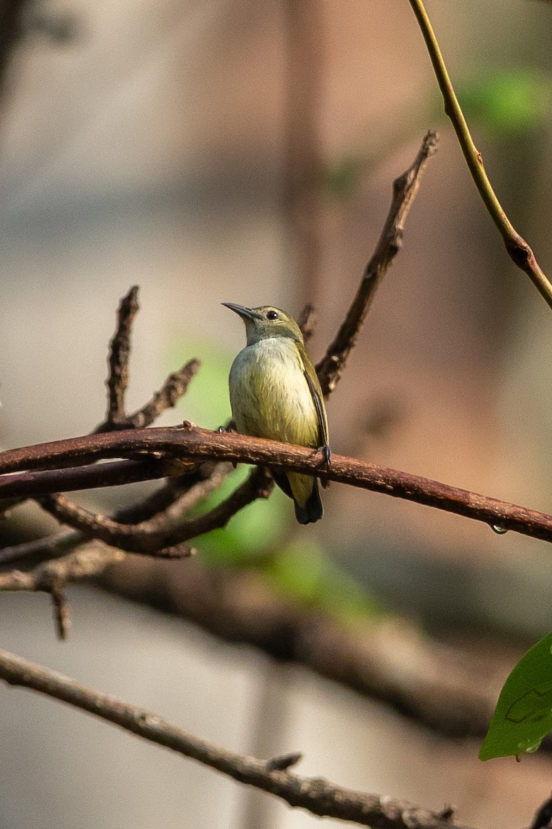 Andaman Flowerpecker - ML641328418