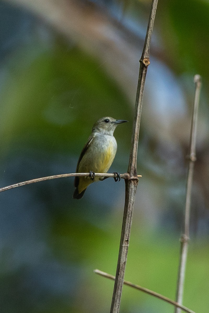 Andaman Flowerpecker - ML641328420