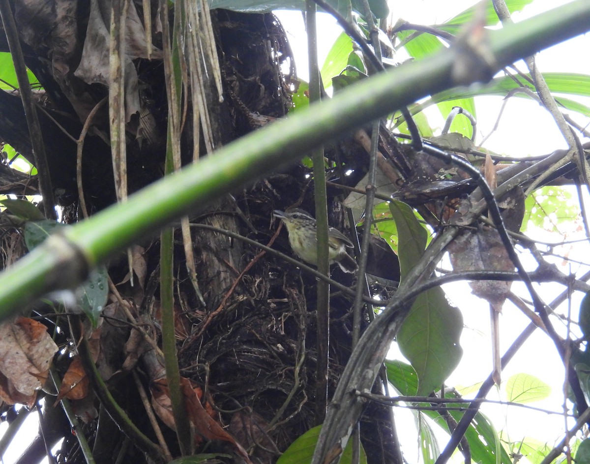 Yellow-breasted Warbling-Antbird - ML641328424