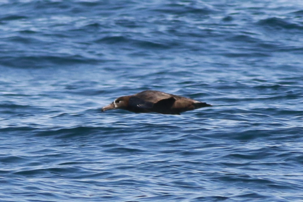 Black-footed Albatross - ML641328432