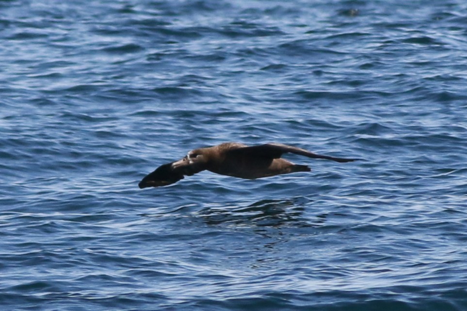 Black-footed Albatross - ML641328437
