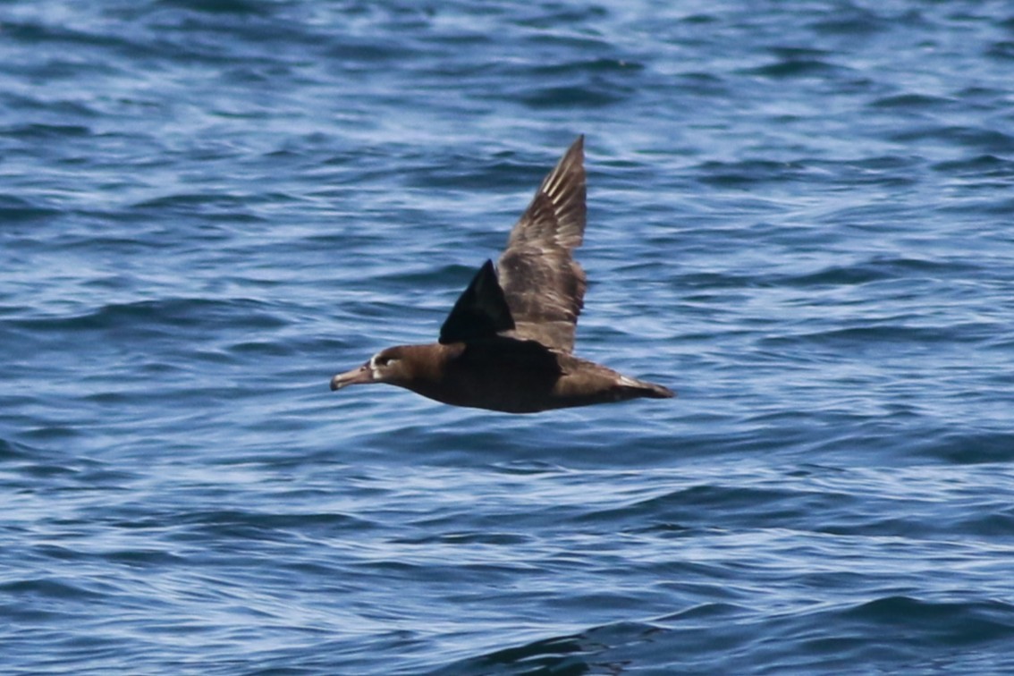 Black-footed Albatross - ML641328438