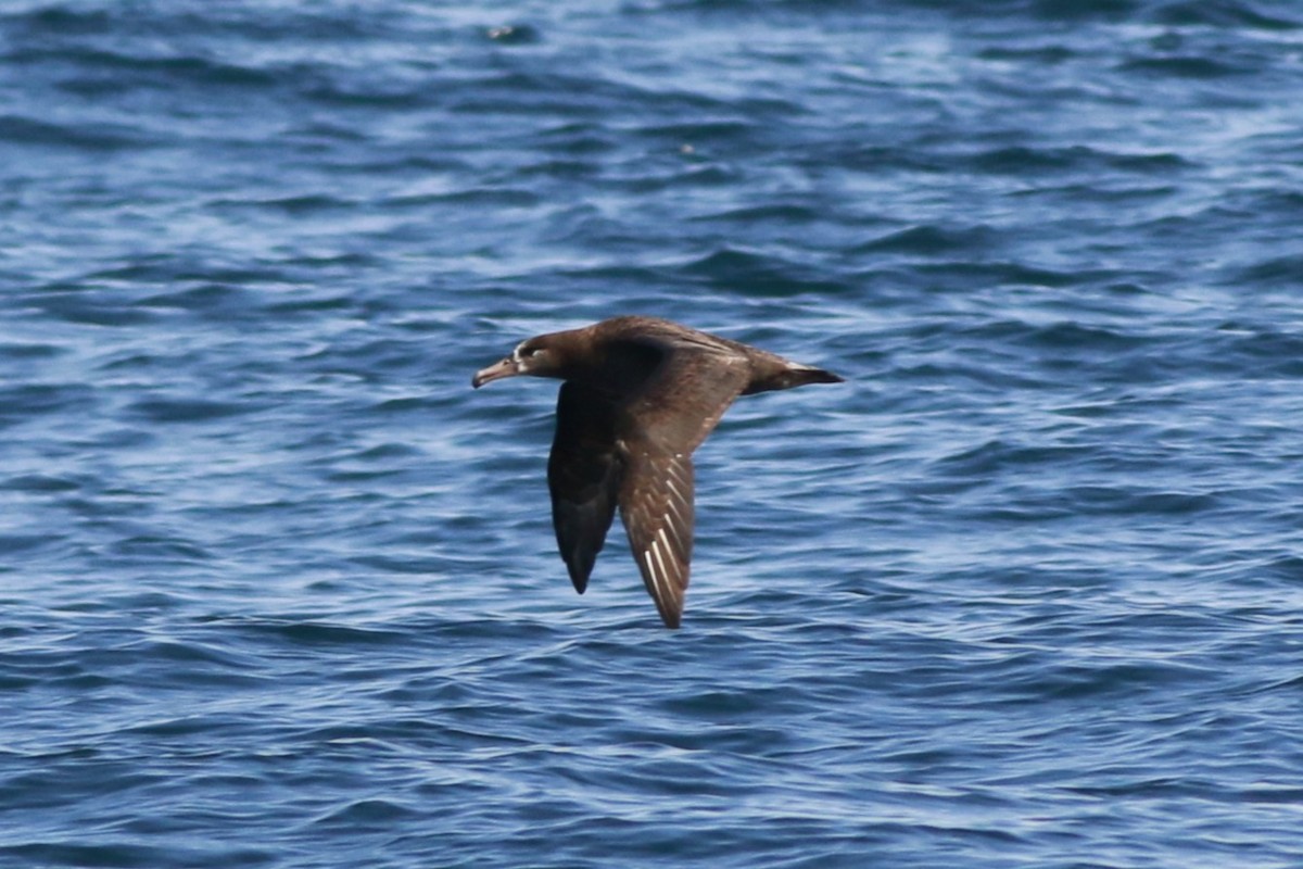 Black-footed Albatross - ML641328440