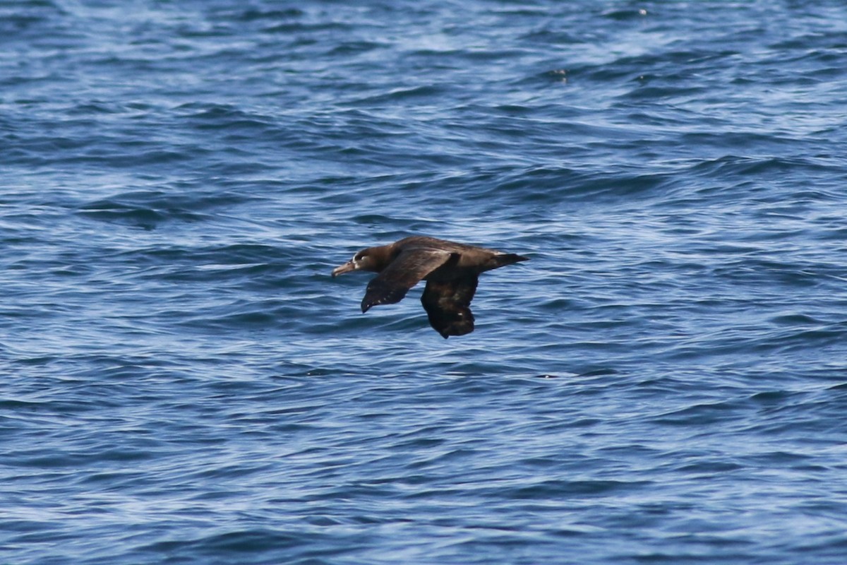 Black-footed Albatross - ML641328442