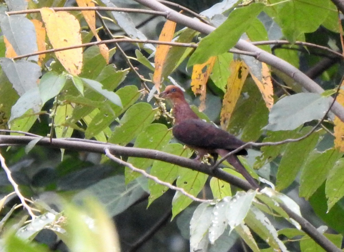 Little Cuckoo-Dove - ML641328444