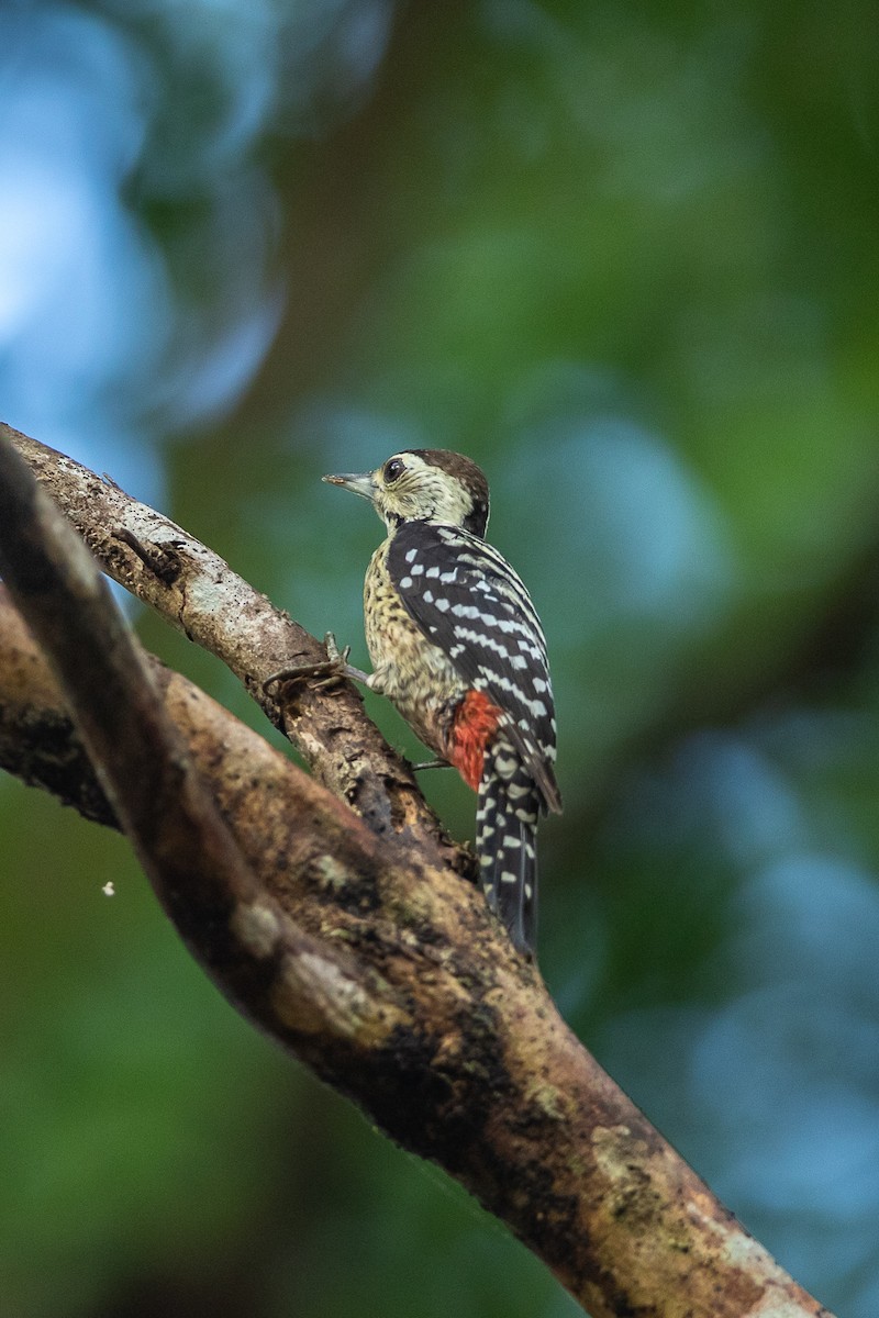 Freckle-breasted Woodpecker - ML641328445