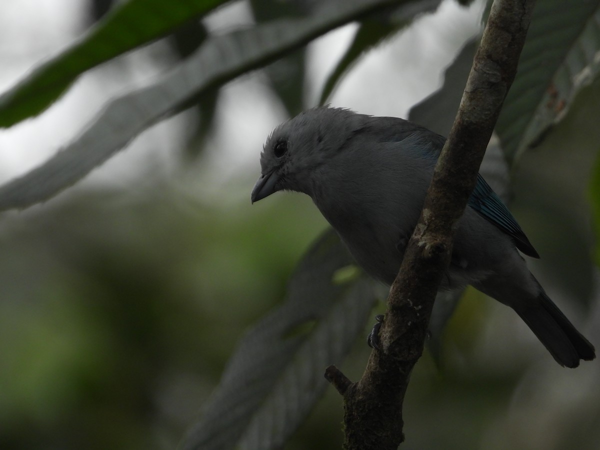 Blue-gray Tanager - ML641328446