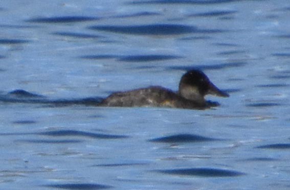 Andean Duck - ML641328447
