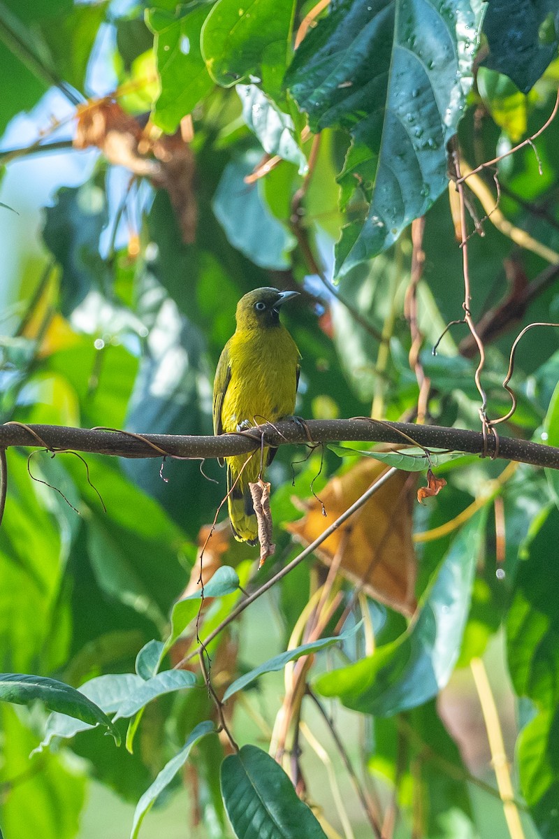 Andaman Bulbul - ML641328448