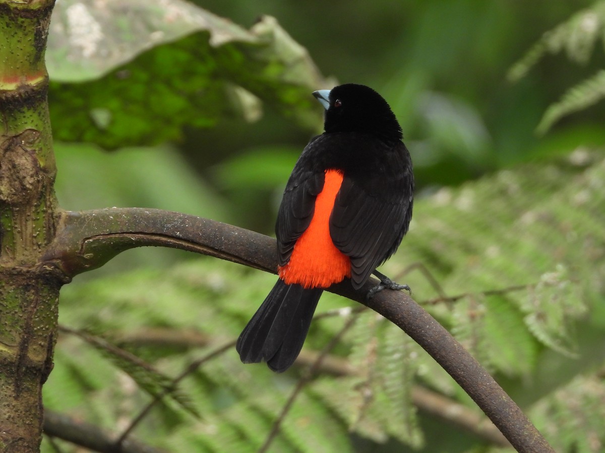 Scarlet-rumped Tanager - ML641328449