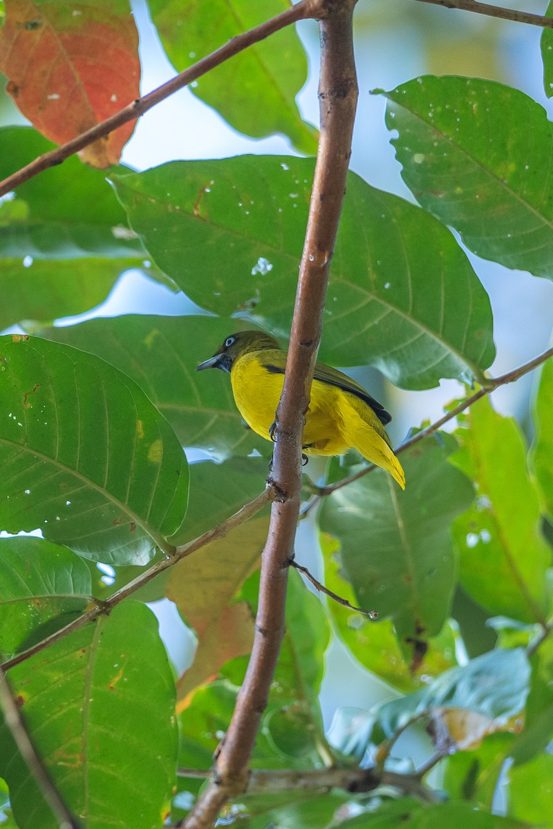 Andaman Bulbul - ML641328450
