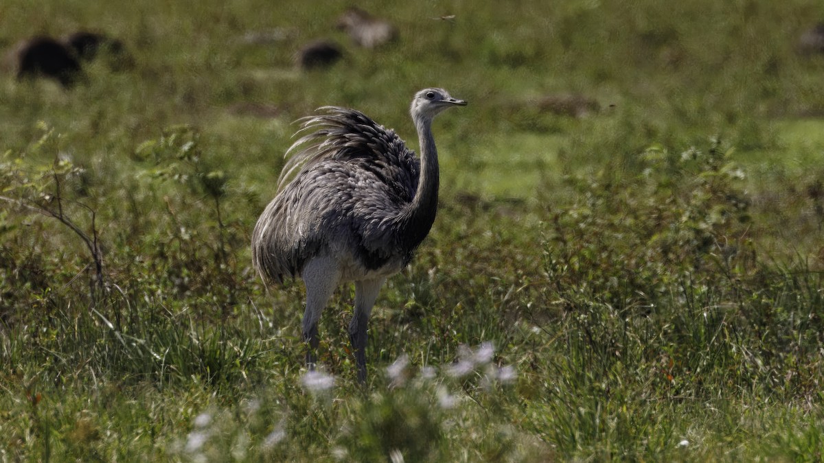 Greater Rhea - ML641328451