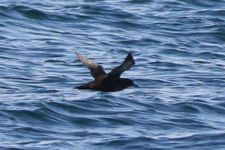Sooty Shearwater - ML641328452