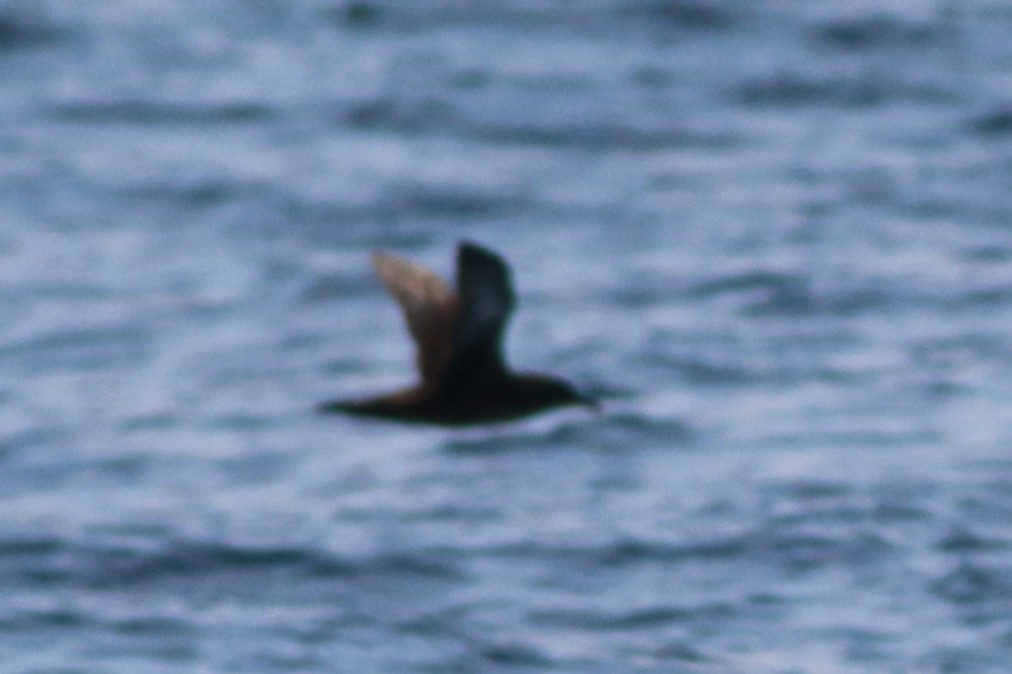Sooty Shearwater - ML641328453