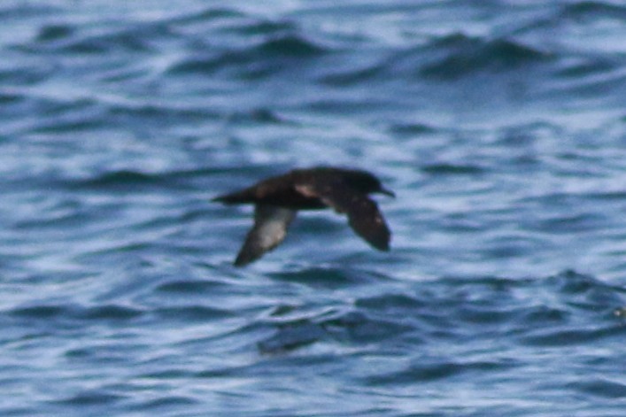 Sooty Shearwater - ML641328454