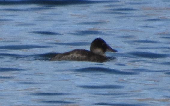 Andean Duck - ML641328455