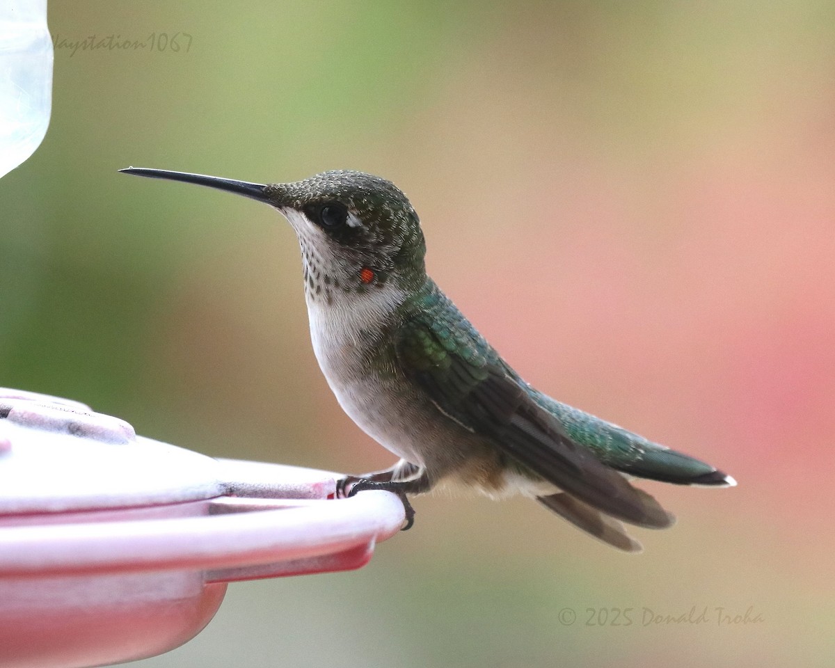 Ruby-throated Hummingbird - ML641328456