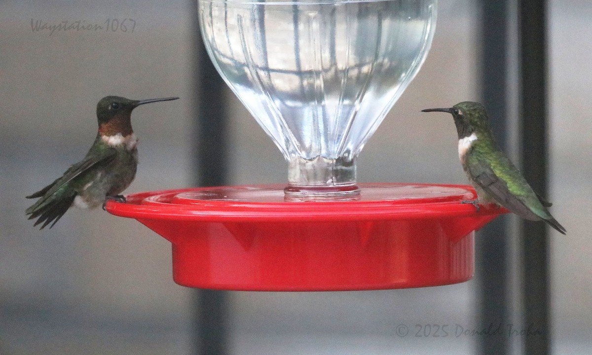Ruby-throated Hummingbird - ML641328458