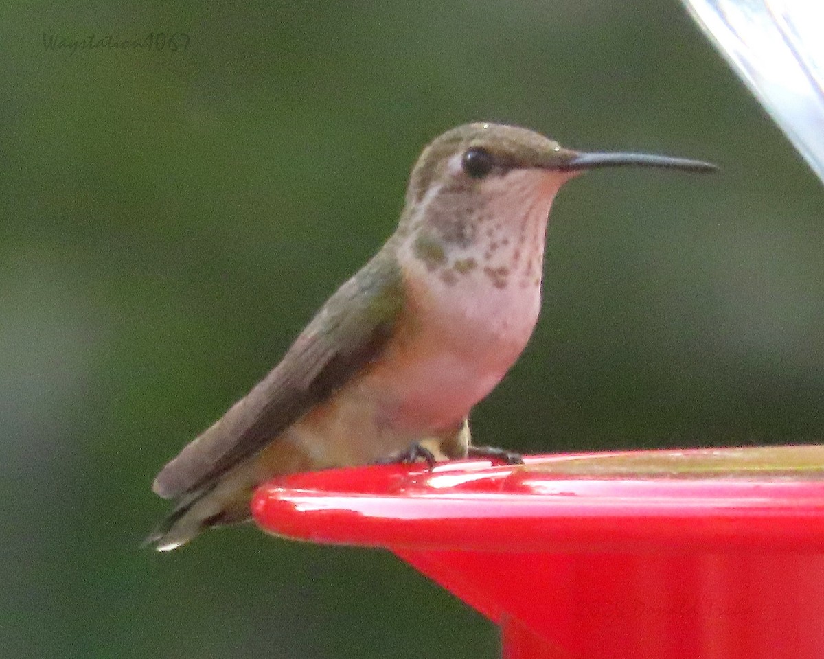 Rufous Hummingbird - ML641328460