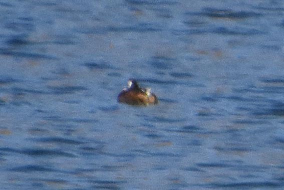 Andean Duck - ML641328461