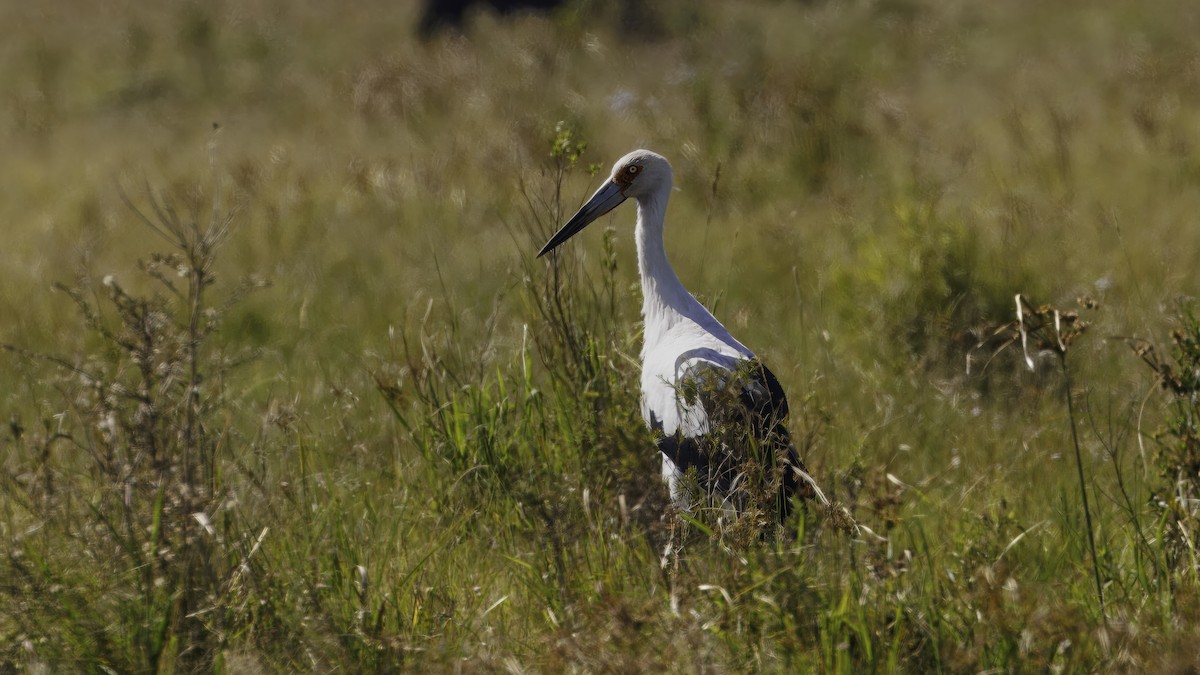Maguari Stork - ML641328462