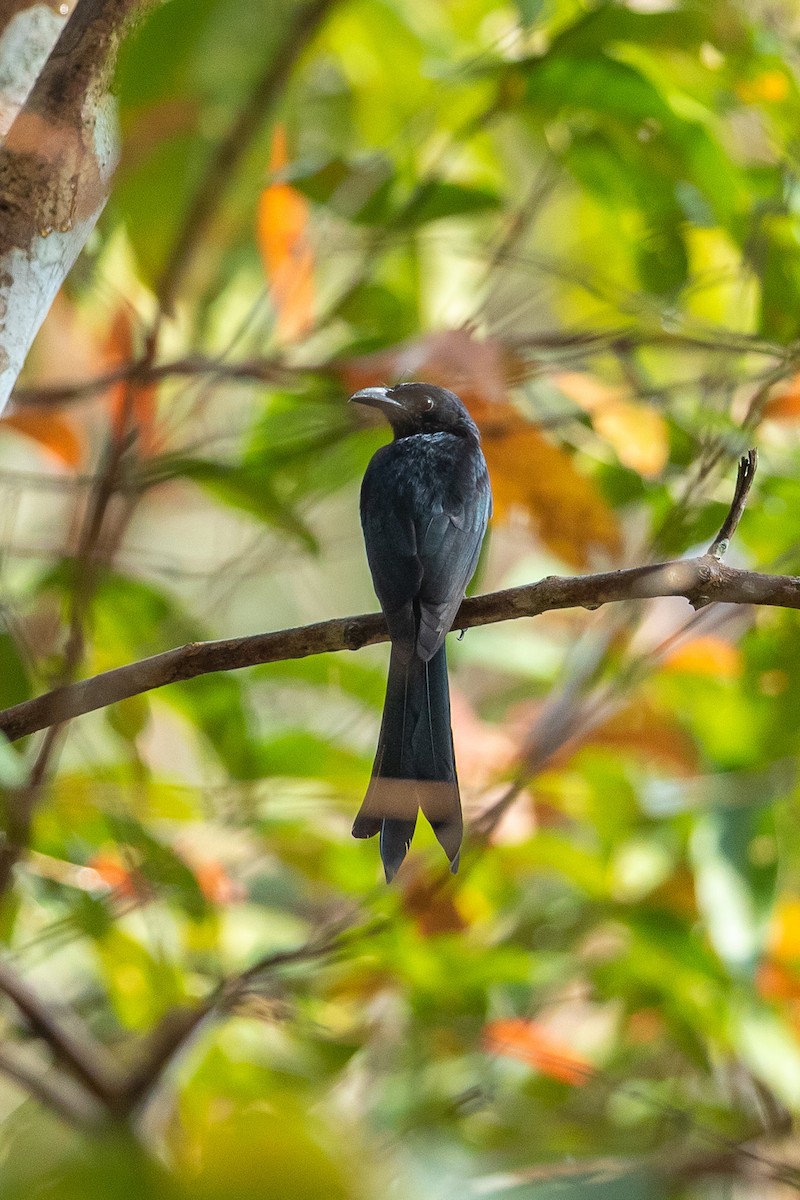 Andaman Drongo - ML641328463