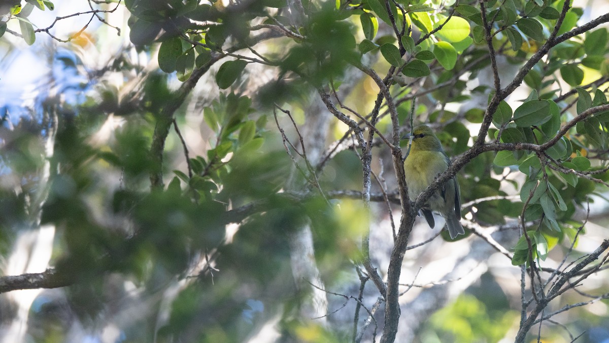 Kauai Amakihi - ML641328464