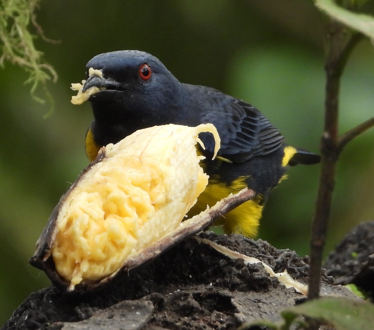 Blue-and-gold Tanager - ML641328465